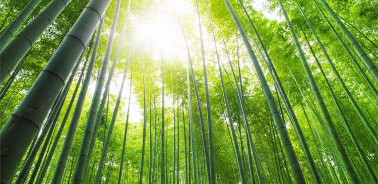 Ứng dụng Bài học cây tre trong mối quan hệ