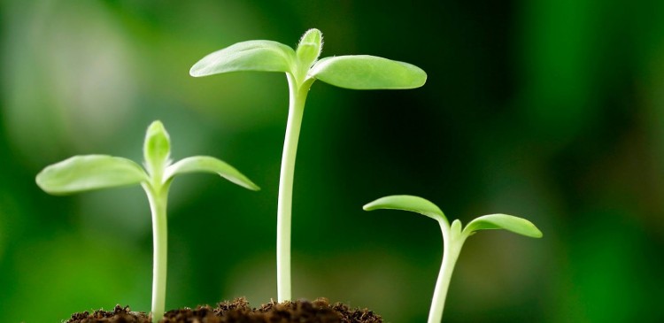 SỰ CHÂN THẬT, CHÂN THÀNH VÀ TỬ TẾ LÀ 